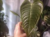 Anthurium Veitchii Narrow form - nuotraukos Nr. 2