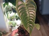 Anthurium Veitchii Narrow form - nuotraukos Nr. 3