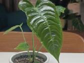 Anthurium Veitchii Narrow form