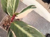 Stromanthe Triostar