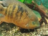 Parduodamos žuvys Cichlasoma bocourti