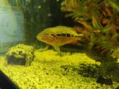 Parduodamos žuvys Parachromis motaguensis - nuotraukos Nr. 2