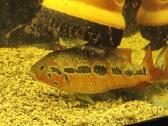 Parduodamos žuvys Parachromis motaguensis