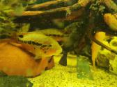 Parduodamos žuvys Parachromis motaguensis - nuotraukos Nr. 3