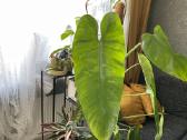 Philodendron Jose Bueno - nuotraukos Nr. 2