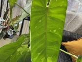 Philodendron Jose Bueno - nuotraukos Nr. 3
