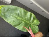 Philodendron Jose Bueno - nuotraukos Nr. 4