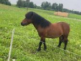Ponis - nuotraukos Nr. 2