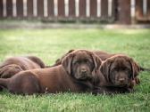 Šokoladiniai Labradoro Retriveriai - nuotraukos Nr. 3