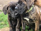 Kanaru dogai(presa Canario)sulaukėme vados - nuotraukos Nr. 17