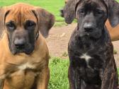 Kanaru dogai(presa Canario)sulaukėme vados - nuotraukos Nr. 16