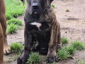 Kanaru dogai(presa Canario)sulaukėme vados - nuotraukos Nr. 18