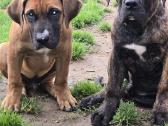 Kanaru dogai(presa Canario)sulaukėme vados - nuotraukos Nr. 19