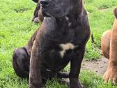 Kanaru dogai(presa Canario)sulaukėme vados - nuotraukos Nr. 20