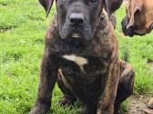 Kanaru dogai(presa Canario)sulaukėme vados - nuotraukos Nr. 22