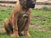 Kanaru dogai(presa Canario)sulaukėme vados - nuotraukos Nr. 21
