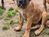Kanaru dogai(presa Canario)sulaukėme vados - nuotraukos Nr. 24