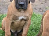 Kanaru dogai(presa Canario)sulaukėme vados - nuotraukos Nr. 23