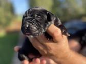 Cane Corso su kilmės dokumentais - nuotraukos Nr. 2