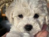 Kilmingi garbanotieji bišonai/ bichon frise - nuotraukos Nr. 3