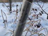 Medelių apsauga nuo graužikų - nuotraukos Nr. 3