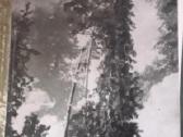 Lietuvos Tsr miškai.l. Kairiūkštis - nuotraukos Nr. 2