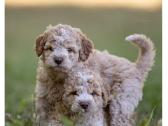 Nuostabieji Lagotto Romagnolo (Romanijos Vandens) - nuotraukos Nr. 2