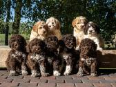 Nuostabieji Lagotto Romagnolo (Romanijos Vandens)