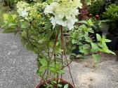 Tuju ispardavimas Smaragd 1.5-2m, krumai geles - nuotraukos Nr. 13