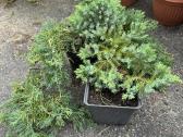 Tuju ispardavimas Smaragd 1.5-2m, krumai geles - nuotraukos Nr. 14