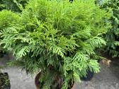 Tuju ispardavimas Smaragd 1.5-2m, krumai geles - nuotraukos Nr. 15