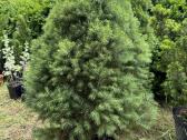 Tuju ispardavimas Smaragd 1.5-2m, krumai geles - nuotraukos Nr. 16