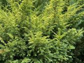Tuju ispardavimas Smaragd 1.5-2m, krumai geles - nuotraukos Nr. 20