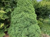 Tuju ispardavimas Smaragd 1.5-2m, krumai geles - nuotraukos Nr. 22