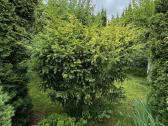 Tuju ispardavimas Smaragd 1.5-2m, krumai geles - nuotraukos Nr. 23