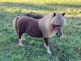 Poni kumelaitė su kumeliuku