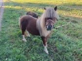 Poni kumelaitė su kumeliuku - nuotraukos Nr. 2