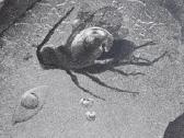 Palangos gintaro muziejus 1968 m - nuotraukos Nr. 3