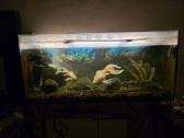 Akvariumas 300 Ltr, stovu ir įranga - nuotraukos Nr. 5