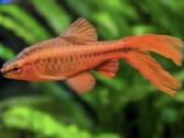 Įv. akvariuminės žuvelės Šiauliuose - nuotraukos Nr. 4