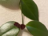 Aeschynanthus - nuotraukos Nr. 4