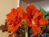 Meilenis (amarilis)