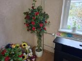 Parduodu dekoratyvine rozes medis