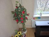 Parduodu dekoratyvine rozes medis - nuotraukos Nr. 2
