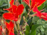 Parduodu kanų (Canna) gumbus - nuotraukos Nr. 3