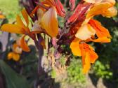 Parduodu kanų (Canna) gumbus - nuotraukos Nr. 5