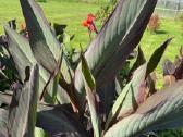 Parduodu kanų (Canna) gumbus - nuotraukos Nr. 16