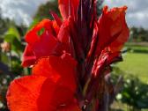 Parduodu kanų (Canna) gumbus - nuotraukos Nr. 19