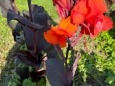 Parduodu kanų (Canna) gumbus - nuotraukos Nr. 20
