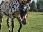 Apaloosa poni eržiliukas - nuotraukos Nr. 3